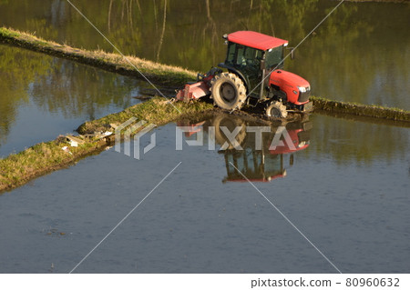 Paddy fields and tractors before rice planting 80960632