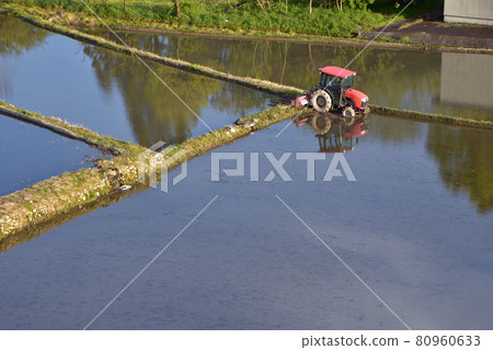 Paddy fields and tractors before rice planting 80960633