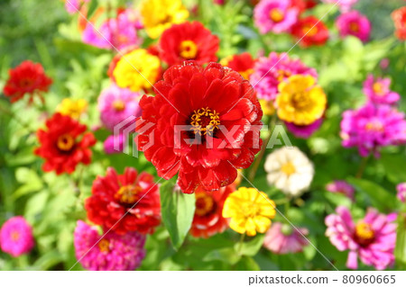 Yamanaka, Yamanakako-mura, Minamitsuru-gun, Yamanashi Prefecture Flower City Park Full bloom Colorful zinnia 80960665