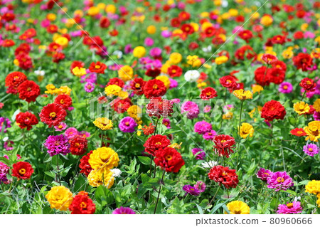 Yamanaka, Yamanakako-mura, Minamitsuru-gun, Yamanashi Prefecture Flower City Park Full bloom Colorful zinnia 80960666