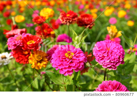 Yamanaka, Yamanakako-mura, Minamitsuru-gun, Yamanashi Prefecture Flower City Park Full bloom Colorful zinnia 80960677