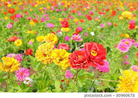 Yamanaka, Yamanakako-mura, Minamitsuru-gun, Yamanashi Prefecture Flower City Park Full bloom Colorful zinnia 80960678