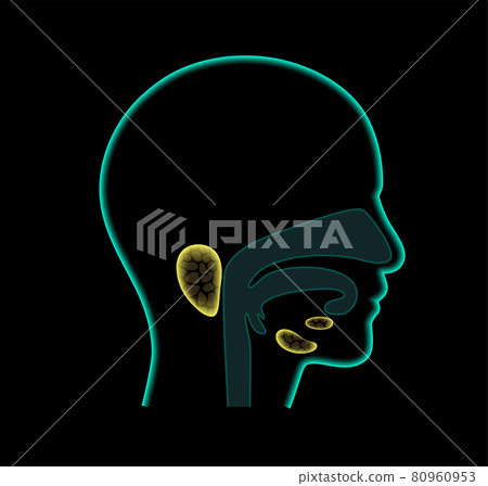 Salivary gland concept 80960953