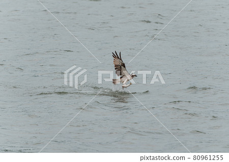 A flying Osprego A flying Osprego 80961255