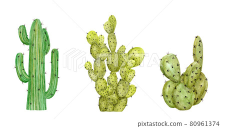 Set of Cactus. Watercolor illustration. Set of Cactus. Watercolor illustration. 80961374