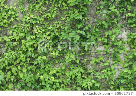 Around Hachikenya Hama pier, ivy, stone wall, green leaves Around Hachikenya Hama pier, ivy, stone wall, green leaves 80961757