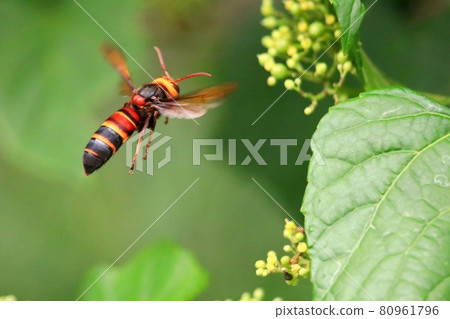 Bee whale Bee whale 80961796