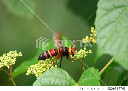 Bee whale Bee whale 80961798
