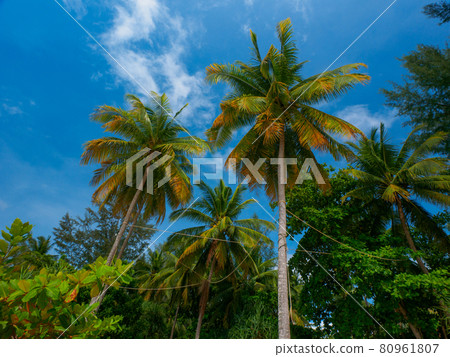 仰望棕櫚樹和藍天(泰王國攀牙府考拉克) 仰望棕櫚樹和藍天(泰王國攀牙府考拉克) 80961807