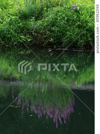 盂蘭盆節的佛壇花 盂蘭盆節的佛壇花 80962098