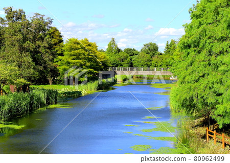 夏天的濱名湖花園公園 80962499