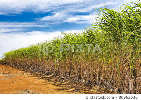盛夏的沖繩甘蔗田。藍藍的天空和雲彩 80962630