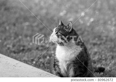 A black and white cat 80962672