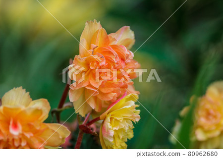 Some orange flowers Some orange flowers 80962680