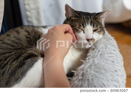 Kijitora cat stroking a relaxing cat Kijitora cat stroking a relaxing cat 80963087