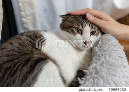 Kijitora貓撫摸著一隻放鬆的貓 Kijitora貓撫摸著一隻放鬆的貓 80963089