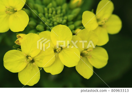 花告訴春天的到來 花告訴春天的到來 80963313