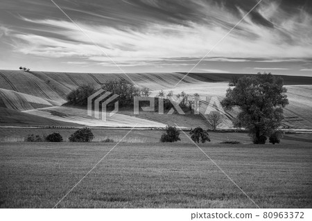 Wavy agricultural field of Moravian Tuscany Wavy agricultural field of Moravian Tuscany 80963372