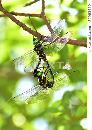 Ooyamatsu dragonfly Ooyamatsu dragonfly 80963420