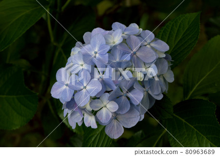 繡球花 繡球花紫 繡球花 繡球花紫 80963689