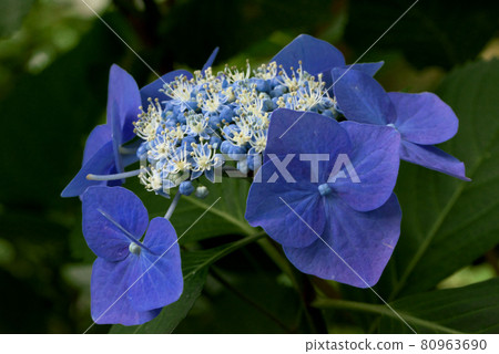 Gaku 繡球花 額頭 繡球花紫色 Gaku 繡球花 額頭 繡球花紫色 80963690