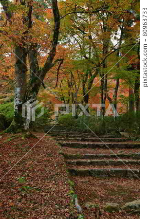 Autumn leaves of Takasenji Autumn leaves of Takasenji 80963733