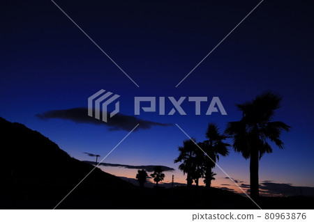 Palm trees and morning glow 80963876