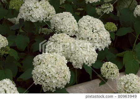 繡球花 繡球花白 繡球花 繡球花白 80963949