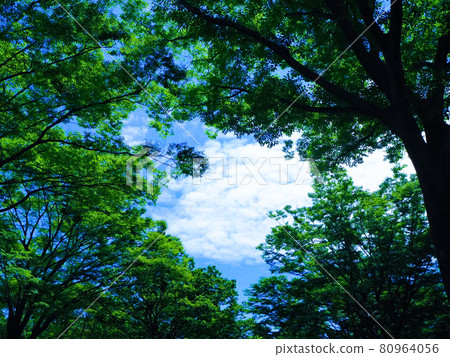 Hardwoods, blue sky and white clouds in the park Hardwoods, blue sky and white clouds in the park 80964056