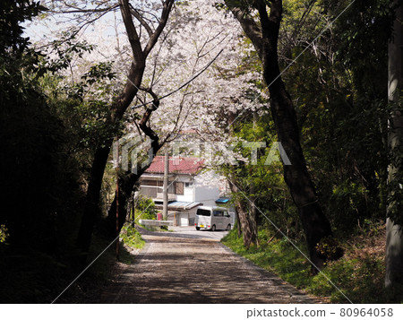 Cherry blossom tunnel in the park 80964058