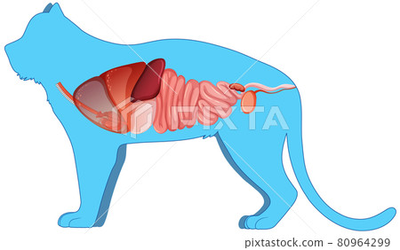 Cat anatomy with internal organ structure 80964299
