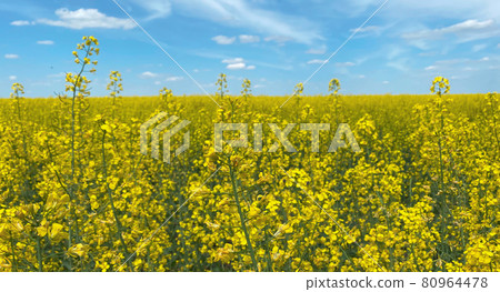 Selective focus, a rapeseed field against a blue sky showing the flag of Ukraine, a symbol of Ukraine.Ukraine Independence Day Selective focus, a rapeseed field against a blue sky showing the flag of Ukraine, a symbol of Ukraine.Ukraine Independence Day 80964478