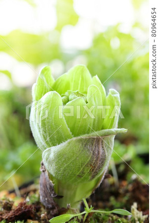 Fukinotou edible wild plants close-up wild grass spring taste 80964654