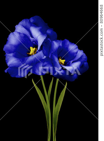 flowers  blue eustomas on the black isolated background. Flowers on a stalk with green leaves. 80964668