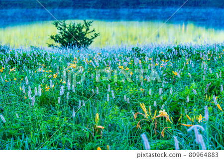（群馬縣）黎明時分，在野佐里湖畔成簇生長的吹尾野和木須野 80964883