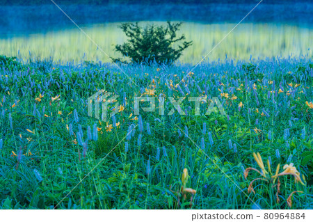 （群馬縣）黎明時分，在野佐里湖畔成簇生長的吹尾野和木須野 80964884