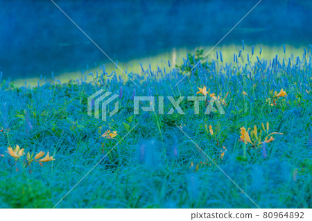 (Gunma Prefecture) Ibukitranoo and Nozori Kisuge, which grow in clusters on the shores of Lake Nozori, at dawn (Gunma Prefecture) Ibukitranoo and Nozori Kisuge, which grow in clusters on the shores of Lake Nozori, at dawn 80964892