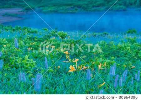 （群馬縣）黎明時分，在野佐里湖畔成簇生長的吹尾野和木須野 80964896