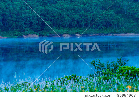 (Gunma Prefecture) Ibukitranoo and Nozori Kisuge, which grow in clusters on the shores of Lake Nozori, at dawn 80964908