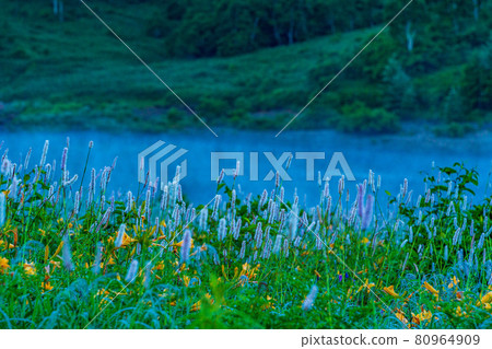 （群馬縣）黎明時分，在野佐里湖畔成簇生長的吹尾野和木須野 80964909