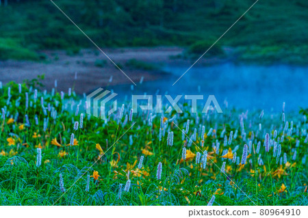 （群馬縣）黎明時分，在野佐里湖畔成簇生長的吹尾野和木須野 80964910