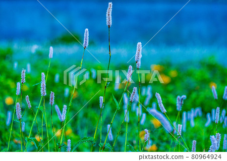 （群馬縣）黎明時分，在野佐里湖畔成簇生長的吹尾野和木須野 80964924