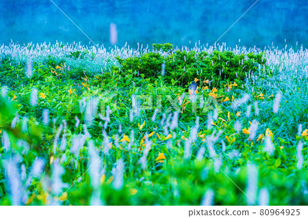 （群馬縣）黎明時分，在野佐里湖畔成簇生長的吹尾野和木須野 80964925