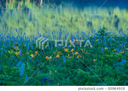 （群馬縣）黎明時分，在野佐里湖畔成簇生長的吹尾野和木須野 80964938