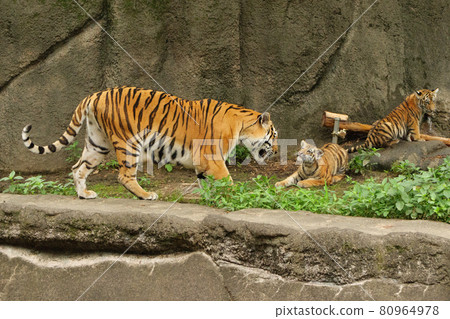 Parents and children of Amur tigers gathering in the water 80964978