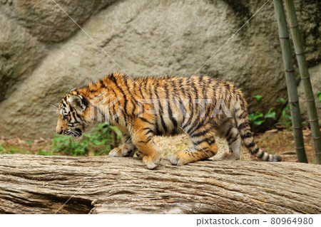 Hungry Amur tiger cub Hungry Amur tiger cub 80964980