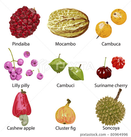 Set of fruits on white background Set of fruits on white background 80964996