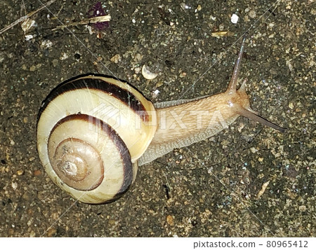 Snail walking on wet soil 80965412