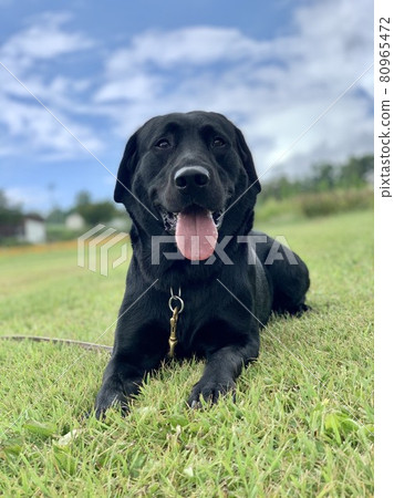 Meadow and black love Meadow and black love 80965472