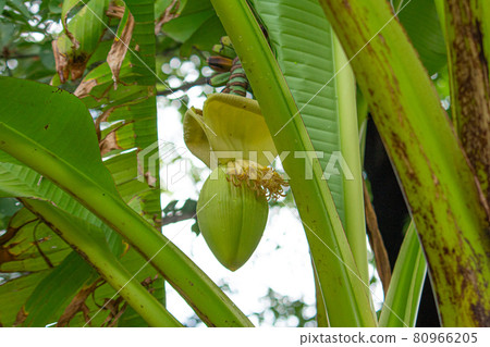 芭蕉果 【生藥名】芭蕉葉（芭蕉葉）、芭蕉根（芭蕉根）、生藥原料 80966205